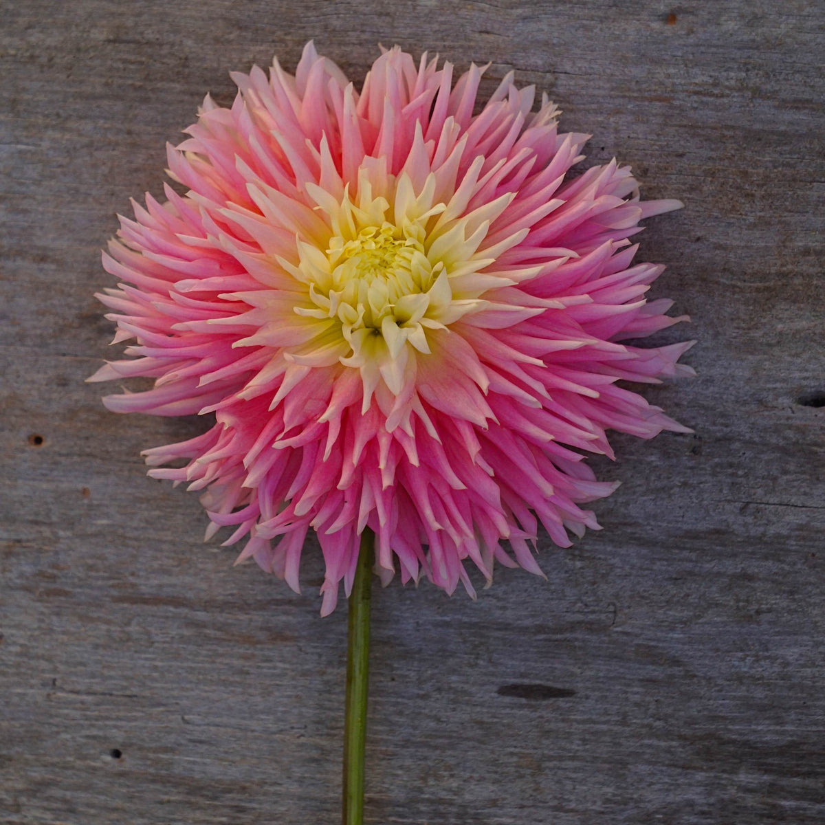 Dahlia &#39;Just Married&#39;