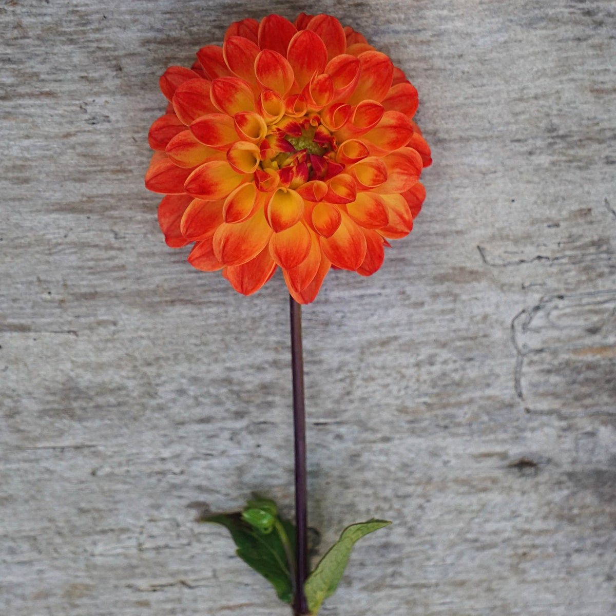 Dahlia &#39;Jowey Chantal&#39;