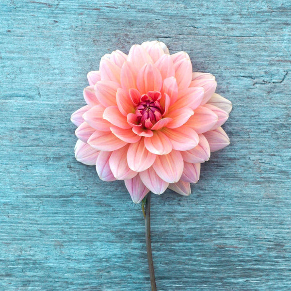 Dahlia 'Yvonne' Rich Hollow Farm Flowers